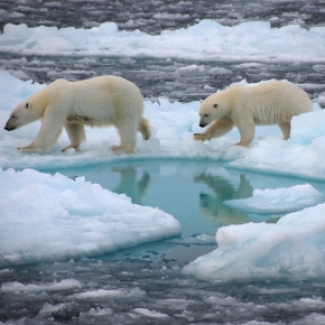 Ours polaires sur la banquise arctique