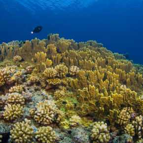 Une colonie du corail de feu Millepora platyphylla entourée de coraux du genre Pocillopora sur la pente externe à 5 mètres à Moorea en Polynésie française