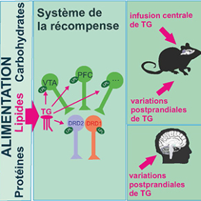 Les triglycérides contrôlent les neurones du « circuit de la récompense ...