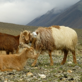 Les déplacements successifs des troupeaux appartenant à plusieurs familles d’éleveurs nomades de l’Altaï mongol ont été suivis en continu sur plusieurs années grâce à des colliers GPS