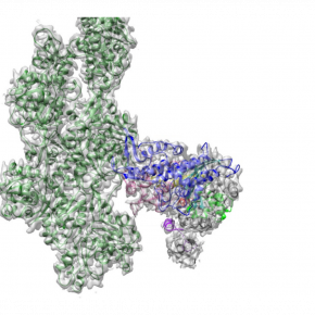 Structure à haute-résolution du complexe de la myosine A (PfMyoA) et de l’actine 1 (PfAct1) de Plasmodium falciparum résolue par cryo-microscopie électronique à haute résolution
